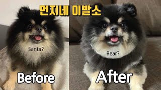 [포메라니안] 강아지 셀프미용 포메  :)) 3년차 꿀팁, 위험하지않게 하는법 !!