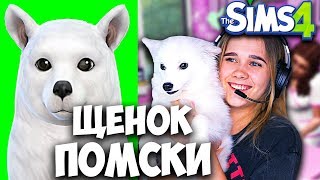 СОЗДАЛА ЩЕНКА ПОМСКИ В СИМС 4! МОЯ СОБАКА МИНИ ХАСКИ БЭЛЬ Факты о питомце! SIMS 4 ПИТОМЦЫ!