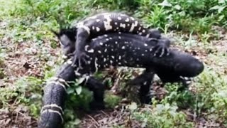 Attenborough: Mexican Beaded Lizard Wrestling - BBC wildlife