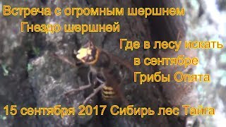Поход в лес встреча с шершнем за грибами опятами 15 сентября 2017 Сибирь тайга сбор гриб тихая охота