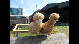 breeding Bantam chicken-HOW TO BREED BANTAM?? Must watch this !