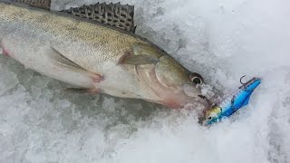 Рыбалка зимой на ратлин. Судак и щука