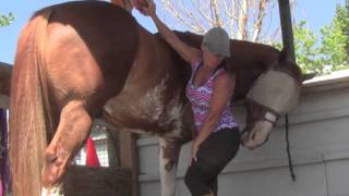 Life with Horses- My cute APHA gelding... I love my horse!