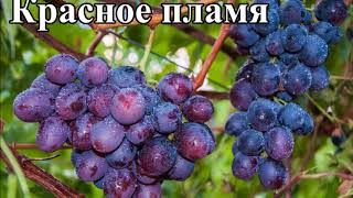 Виноград Калугина В М 2017