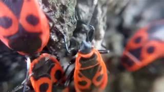 Жуки-СОЛДАТИКИ (колония клопов, firebugs) 10X Зум Увеличение микроскоп, макро