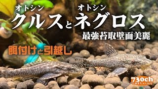 壁面ピカピカ。オトシンクルス・オトシンネグロの餌付と引越し。