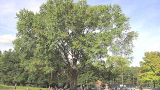 Fast Growing Willow Oak