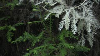 Albino Redwoods, Ghosts of the Forest: Science on the SPOT