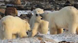 Welcome To Wildlife Photo Workshops