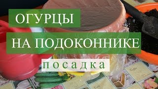 Огурцы на подоконнике. Посадка. Часть 1. (30.11.2016)