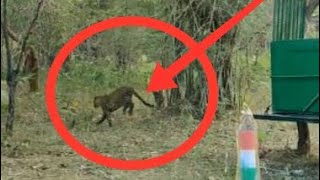 Nehru Zoological Park, Hyderabad It is informed that the two leopards rescued by zoo vet team in the