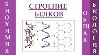 Строение белка. Уровни организации белковой молекулы.