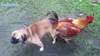 Try Not To Laugh Compilation #7 - Best Funny dogs videos - FUNNIEST ANIMAL VIDEOS 2018 ????