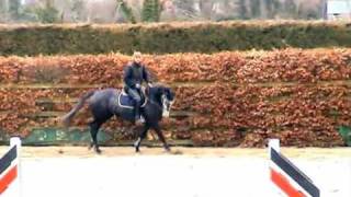 Irish Sport Horse by Ghareeb for Sale in Ireland. LIkely to make Showjumper or Eventer.