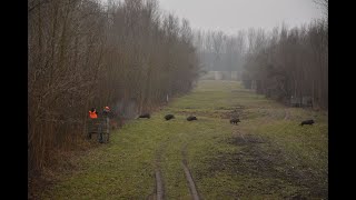 hunting hungary wild boar