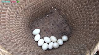 Primitive life - Forest people meet ethnic girl boiled eggs - Eating delicious