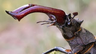 Footage 4K beetle deer. Футаж 4К жук олень (жук рогач)