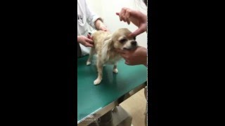 チワワの銀さん お医者さんに質問 おしゃべりペット