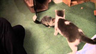 Chinchilla having fun with a cat