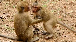 Dony & Timo Are Close Friend,Very Lovely Both Of These young Monkey