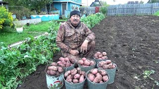 Картофель 2019