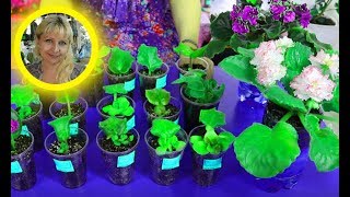 ???КАК УСКОРИТЬ ПОЯВЛЕНИЕ ДЕТОК ФИАЛОК ! СТИМУЛЯЦИЯ ПРОРОСТАНИЯ