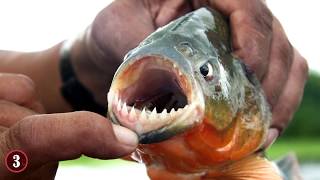 Deadliest Animals Of The Amazon