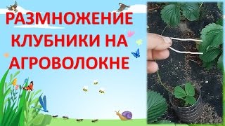 КАК РАЗМНОЖИТЬ КЛУБНИКУ УСАМИ НА АГРОВОЛОКНЕ