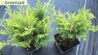 Кипарисовик лавсона "Ellwoodii"  - видео-обзор от Greensad