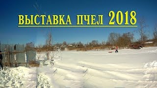 Пчеловодство Выставка   пчел 2018