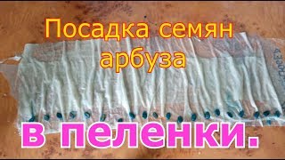 Посадка семян арбуза в пеленки