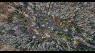 Лес в Беловежской пуще - музыкальный клип | Film Studio Aves