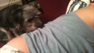 boy farts in dogs face