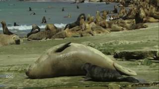 Elephant Seals Mating: Patagonia