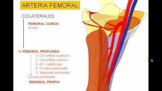 VASCULAR MIEMBRO INFERIOR 3