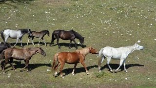 Коневодство в хозяйстве Сергея Перевозникова.