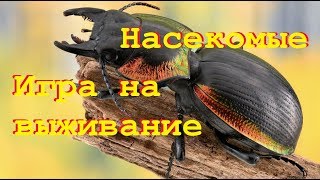 Мир Насекомых. ИГРА НА ВЫЖИВАНИЕ. Микрокосмос.  Документальные фильмы о животных