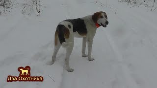 Прогулка по лесу.