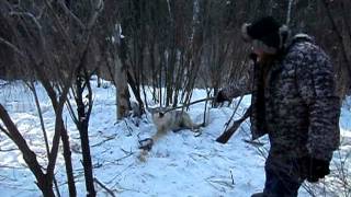 Охота на волка капканом (Wolf hunting trap)