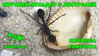 Обзор и содержание Myrmecia forficata с Австралии