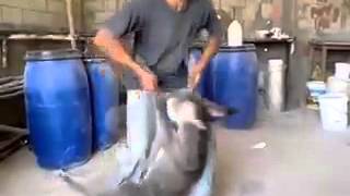There's nothing funny animal abuse when it comes to dance between two donkeys