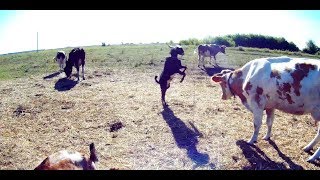 СВОБОДНОЕ СОДЕРЖАНИЕ КОРОВ И КОЗ!ЭЛЕКТРОПАСТУХ В ДЕЙСТВИИ