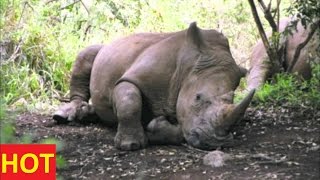 Animals Documentary discovery channel ANGRY RHINO ATTACKS HYENA Special NATIONAL GEOGRAPHIC Full New