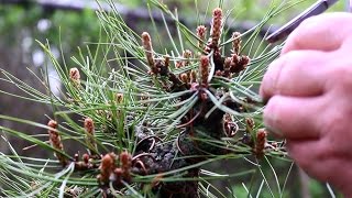 Austrian Pine bonsai, May 2015