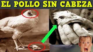 La Historia del pollo que vivió sin cabeza #SabiasQueVideos