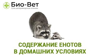 Содержание енотов в домашних условиях и все что с этим связано