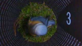 Nistkastenkamera # 5 - Kleiber - nest box camera