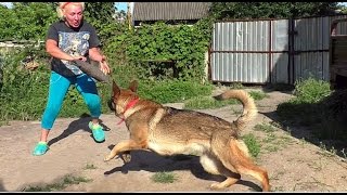 Дрессировка Собак. Железная Хватка Юты. Dog Training. German Shepherd Utah. Одесса.