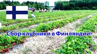 Сбор клубники в Финляндии !!!