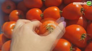 Намиб F1 томат (Syngenta)